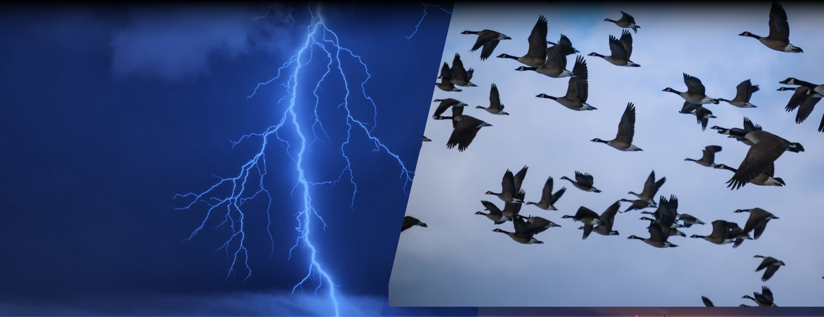 Composite photo of lighning and a flock of geese