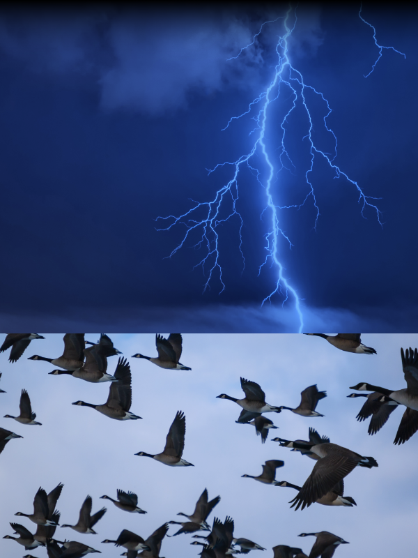 Composite photo of lighning and a flock of geese